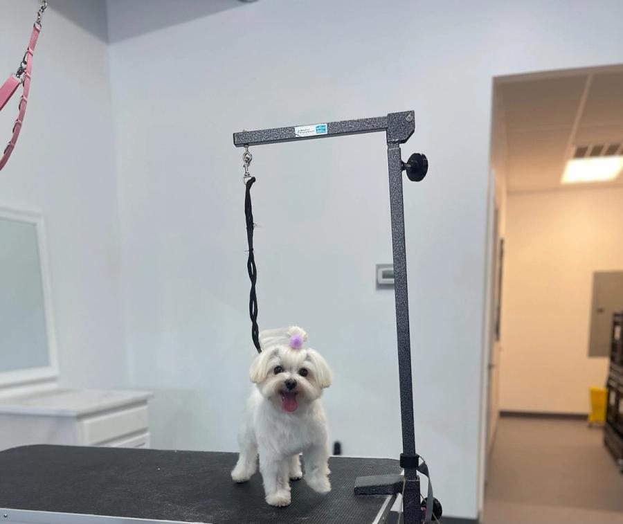 Maltese standing on grooming table with purple hair accessory