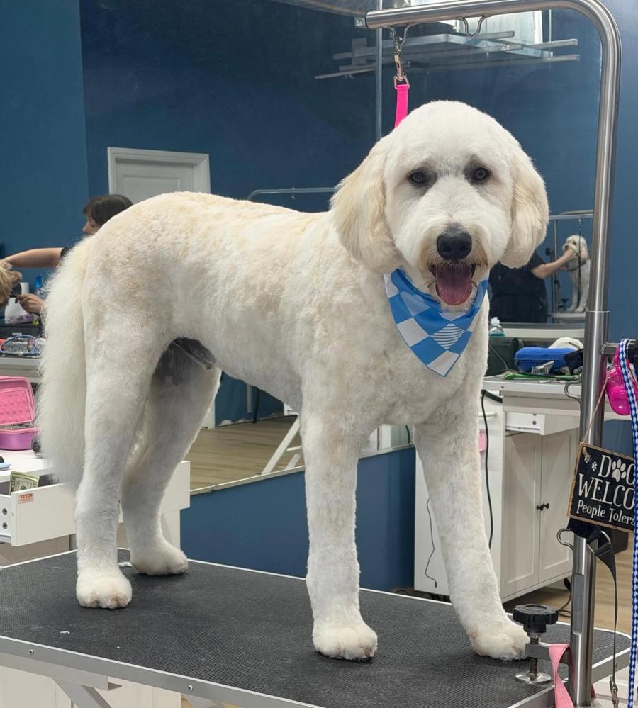 White Goldendoodle standing on grooming table with blue plaid bandana