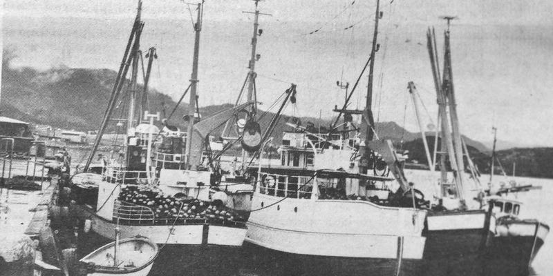  Brisling, Bamblemakrell og norske korallrev 