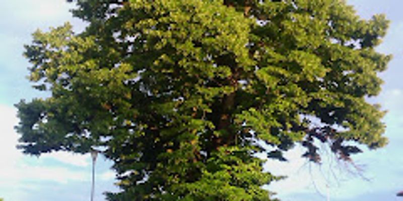 Joggetur med rumenere i hælene