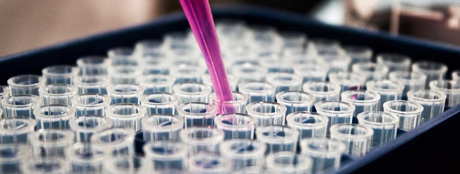 Purple pipette dispensing liquid into array of clear test tubes in laboratory tray.
