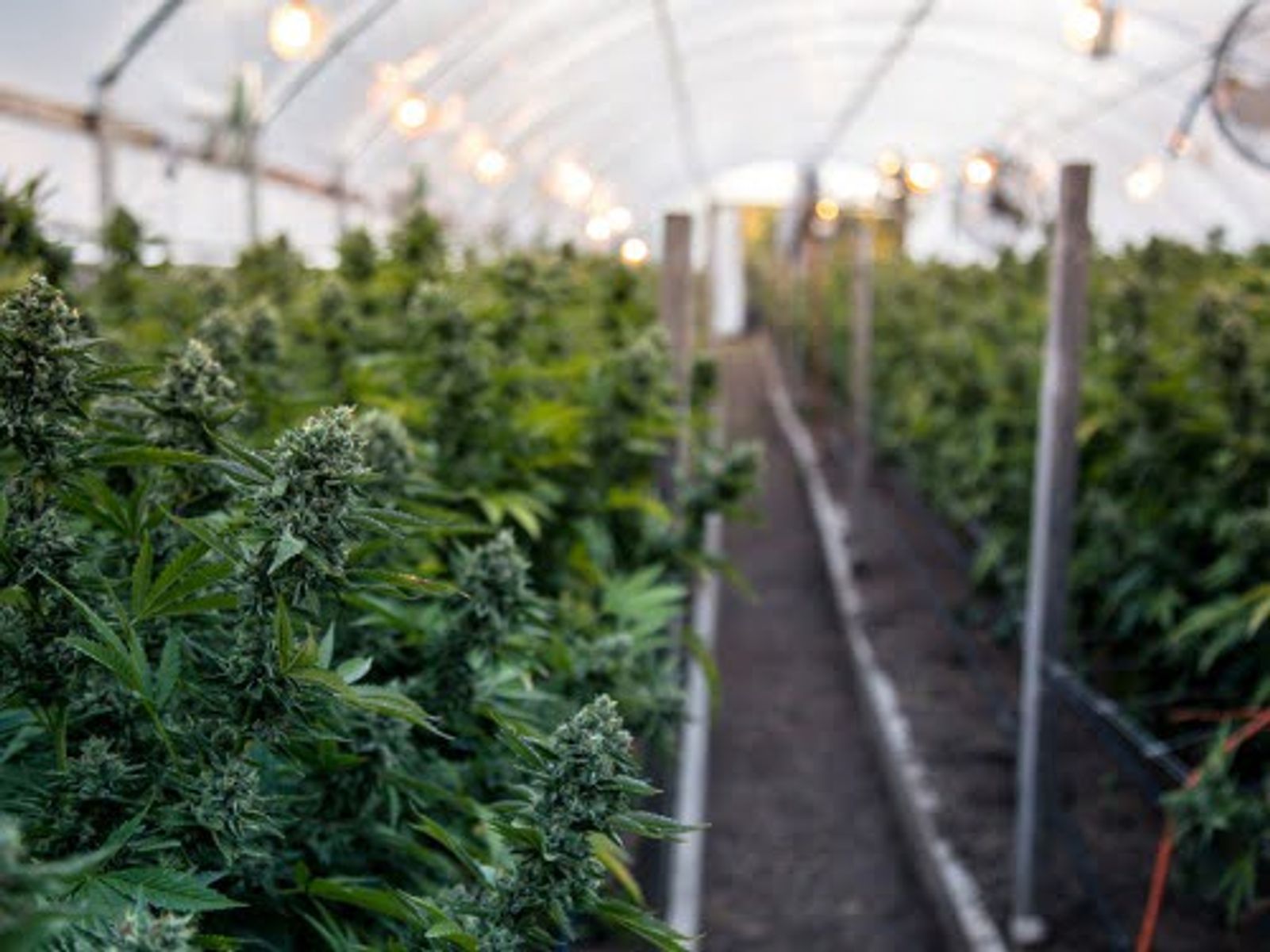 Indoor greenhouse with rows of flowering cannabis plants under white polycarbonate roof structure.