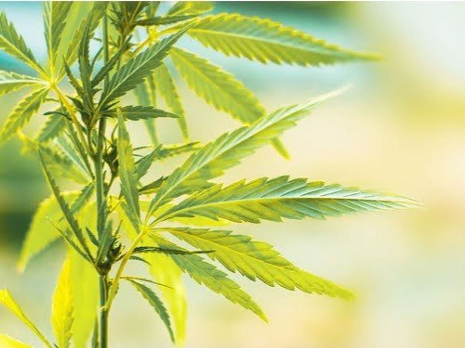 Close-up of green cannabis plant leaves with blurred background in natural sunlight.