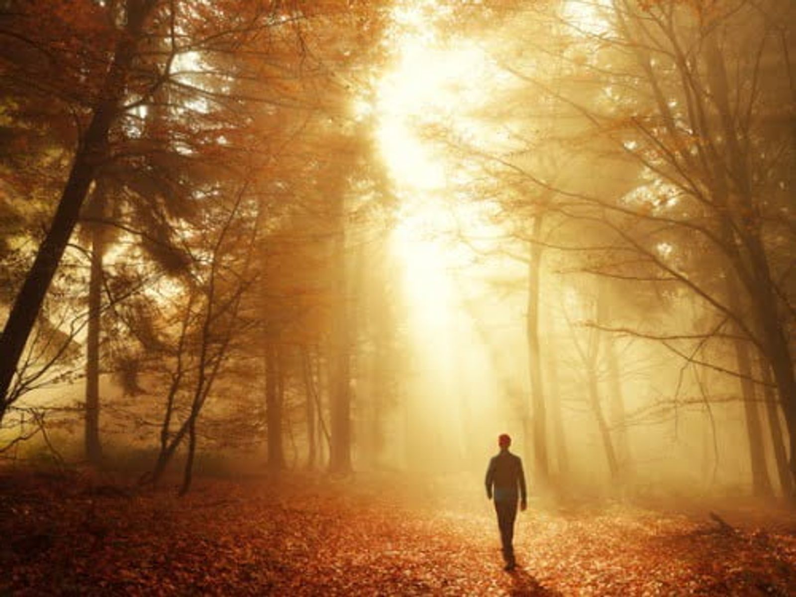 Una persona camina sola por un sendero cubierto de hojas a través de un bosque brumoso, con luz dorada del sol que se filtra entre árboles sin hojas.