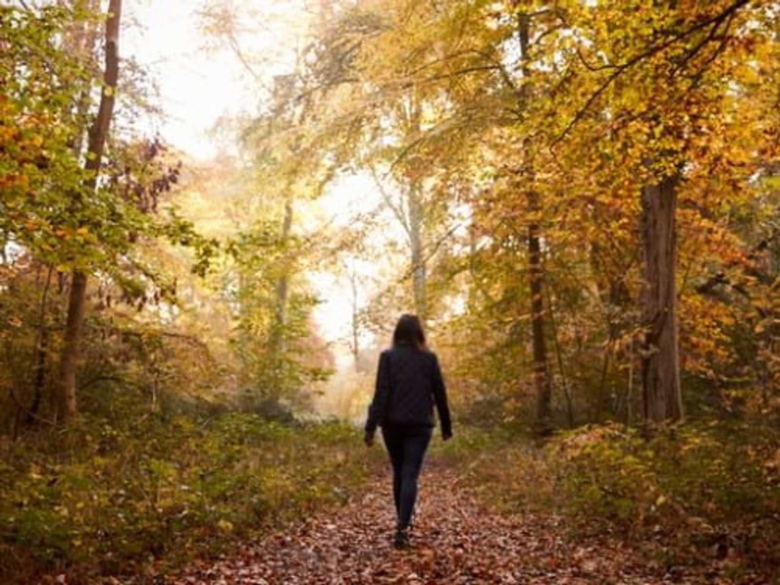 Person walking alone on tree-lined path during autumn with falling leaves.