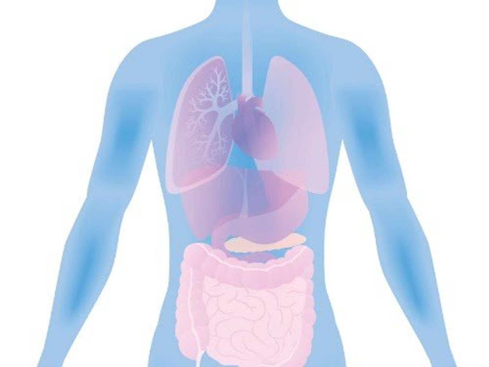 Anatomical diagram showing human torso with internal organs including lungs, heart, and digestive system highlighted in pink and purple.