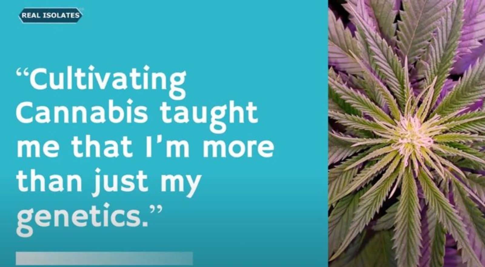 Cannabis plant with quote "Cultivating Cannabis taught me that I'm more than just my genetics" on turquoise background.