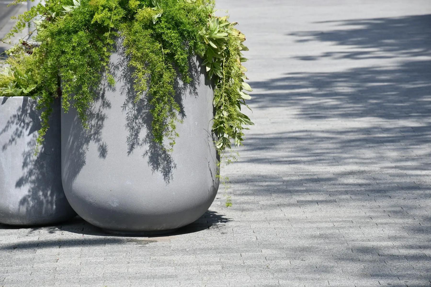 Grands pots gris garnis de fougères
