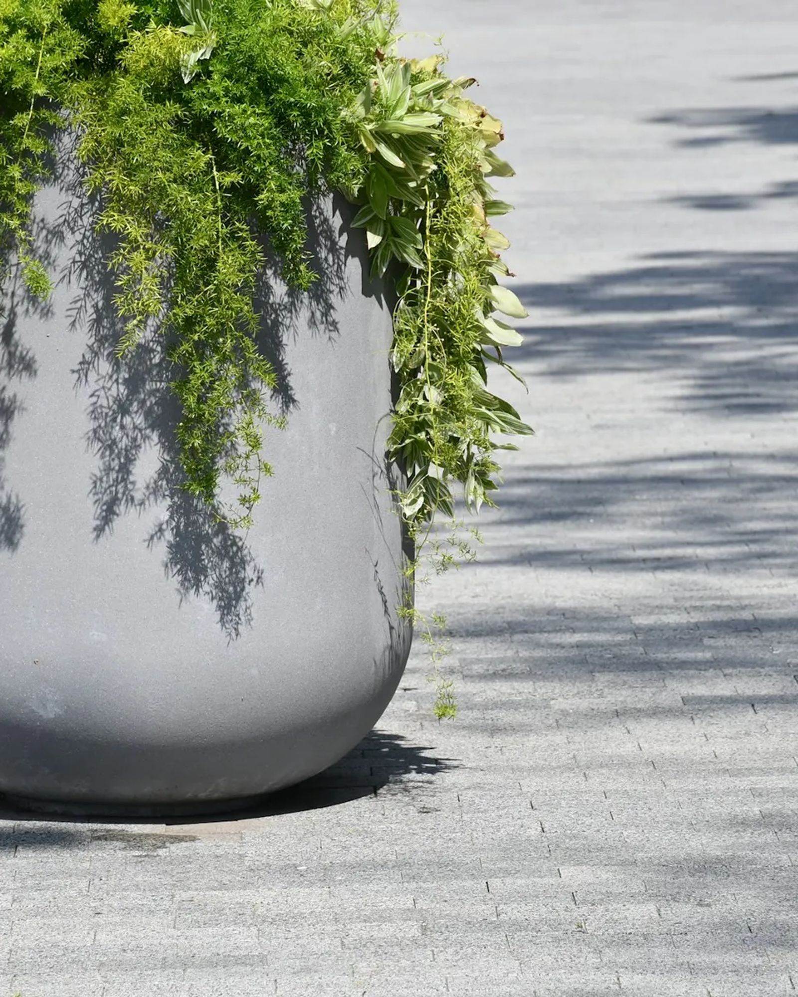 Pot rond gris garni d’une fougère