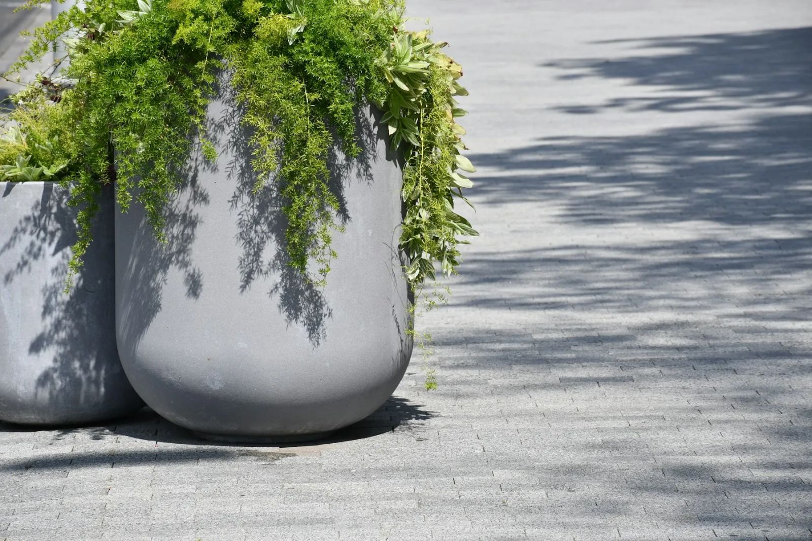 Grands pots gris garnis de fougères