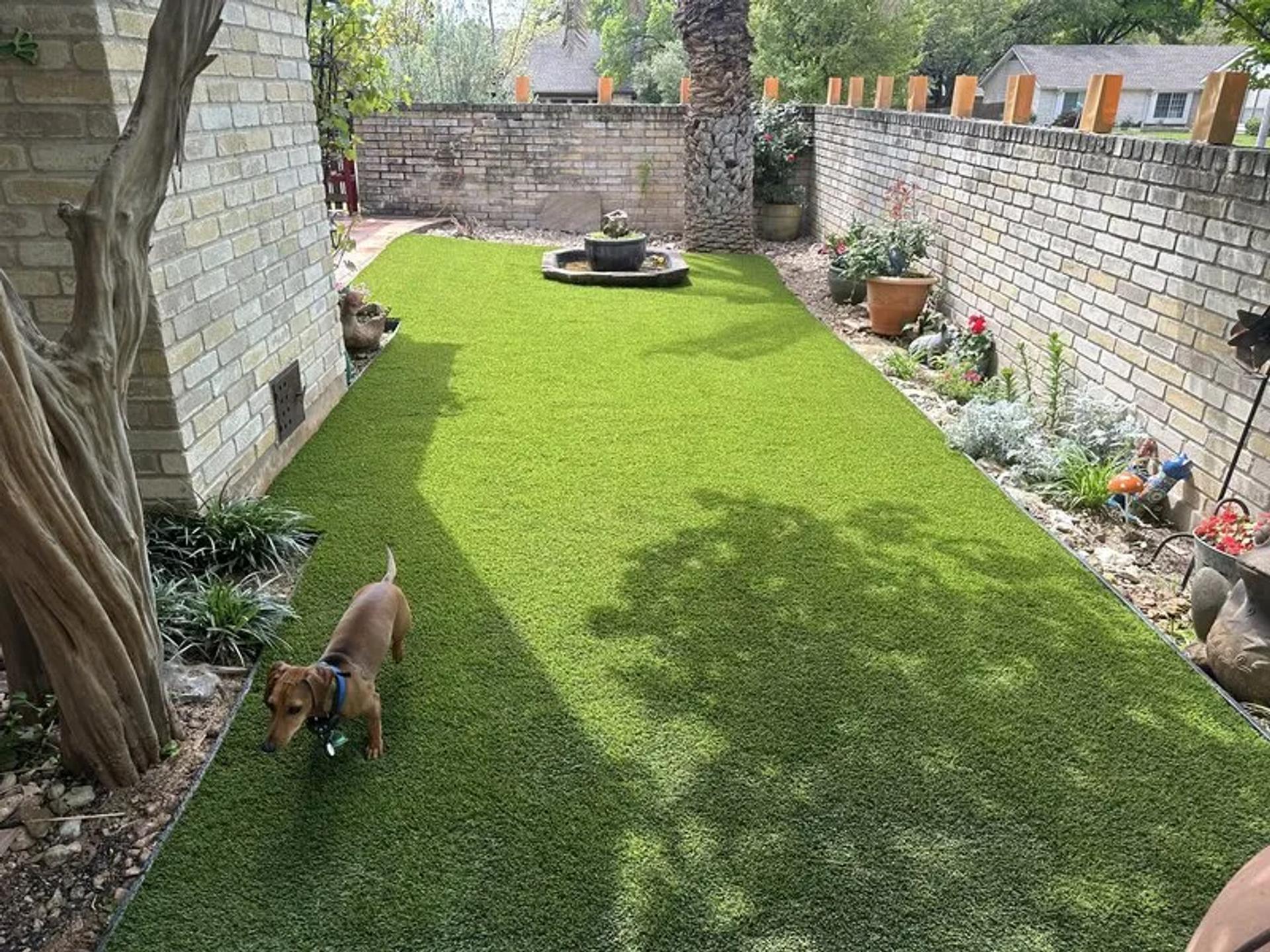 A dog enjoying artificial turf grass