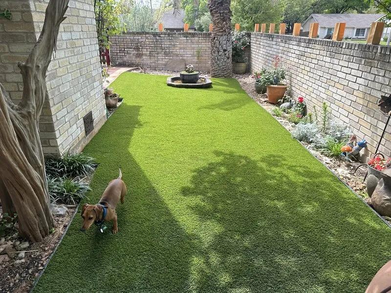 A dog enjoying artificial turf grass