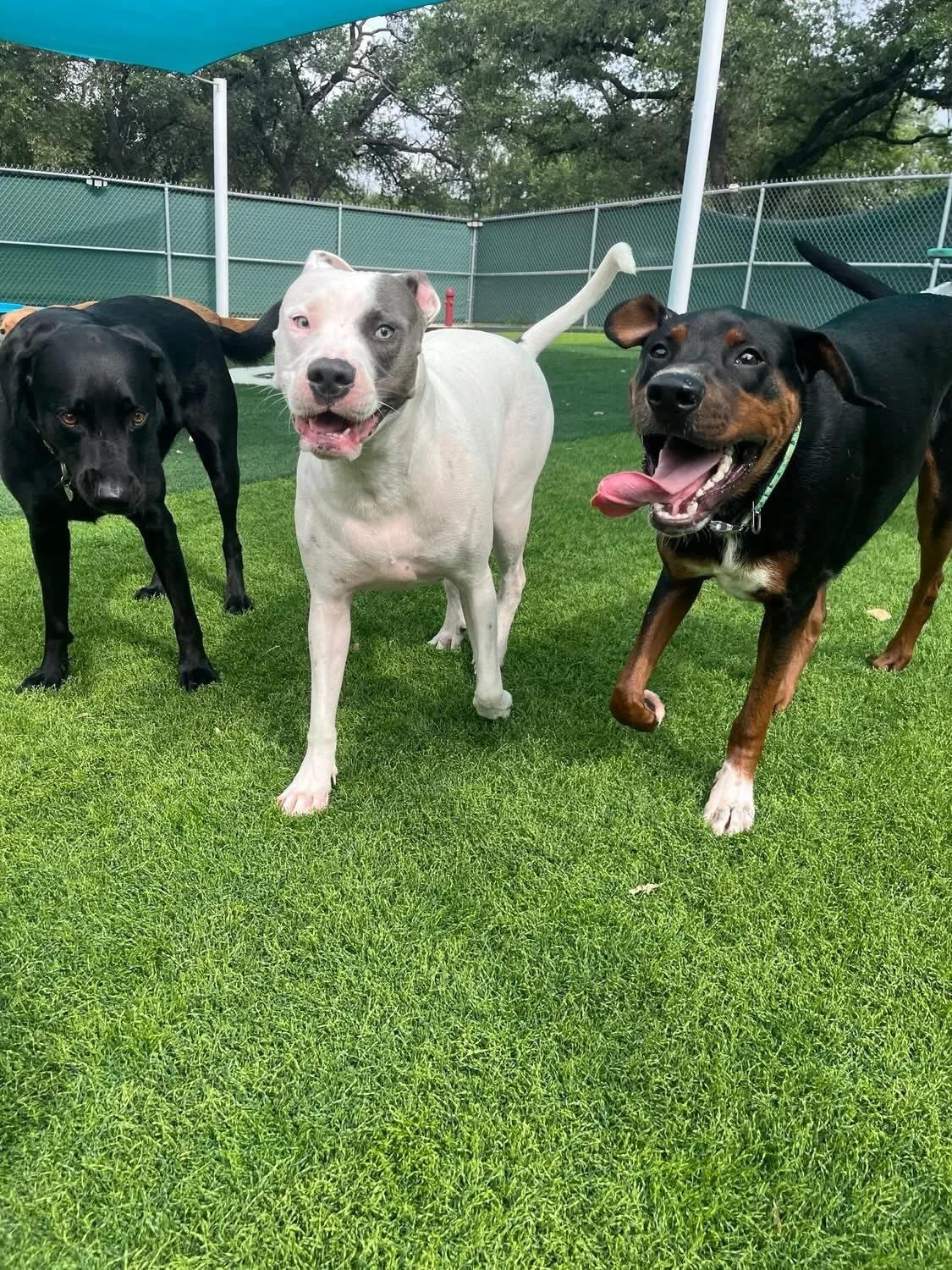 Dogs running and playing together on the lush artificial turf play yard at Pups & Pals Oak Hill