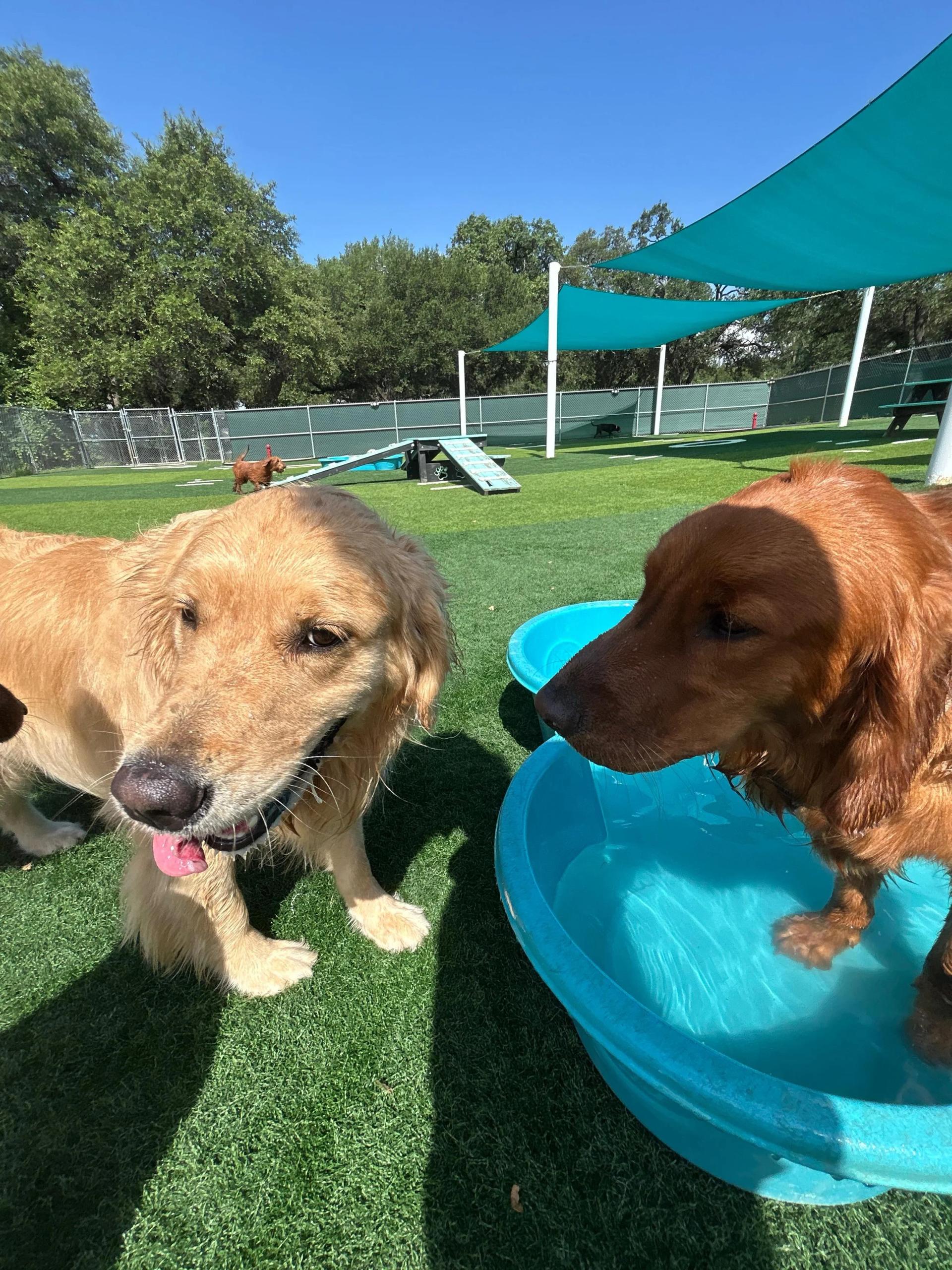 Golden retrievers cooling off in a kiddie pool on the artificial turf play yard at Pups & Pals Oak Hill