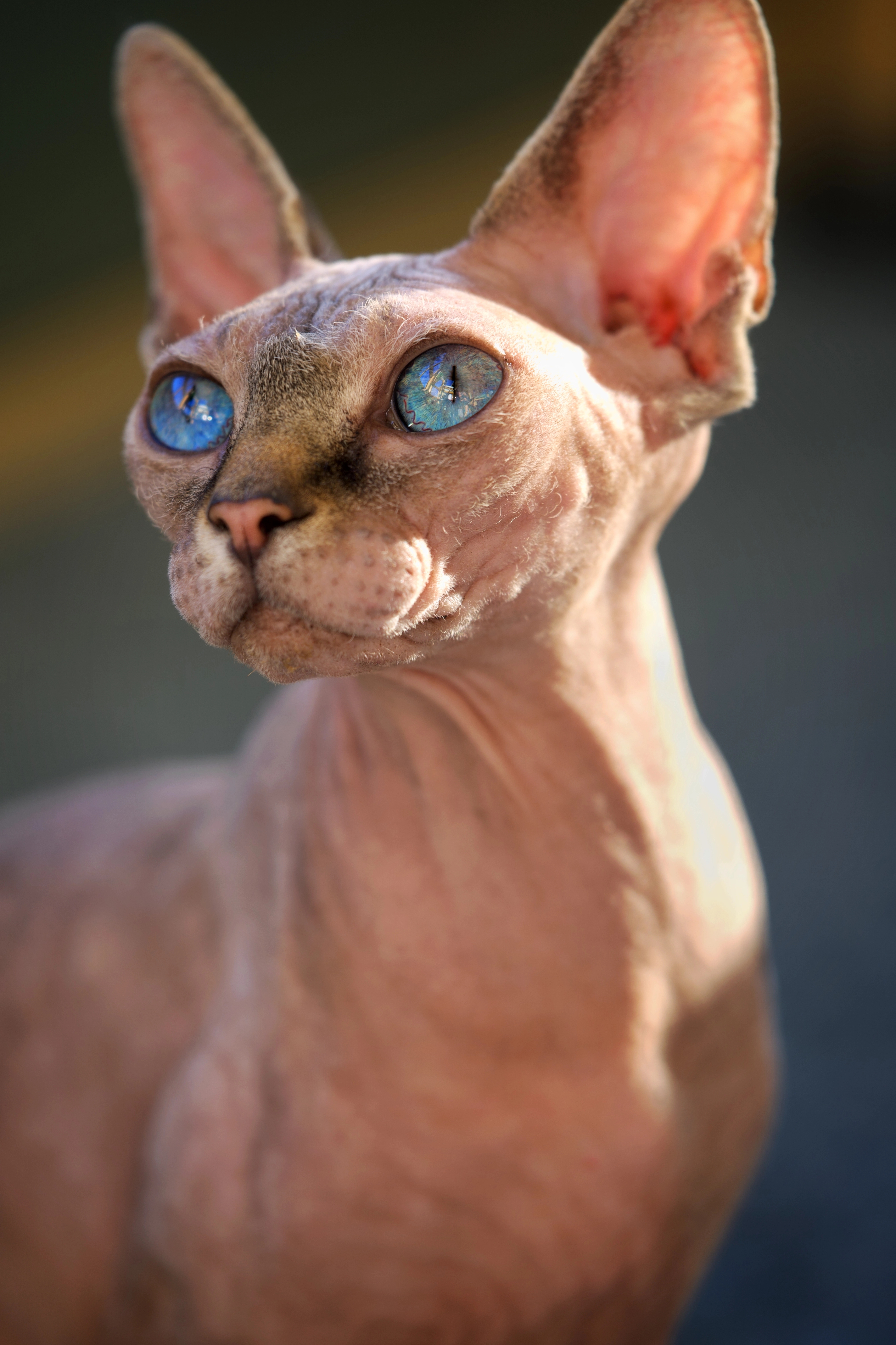 Porträtt på en nakenkatt