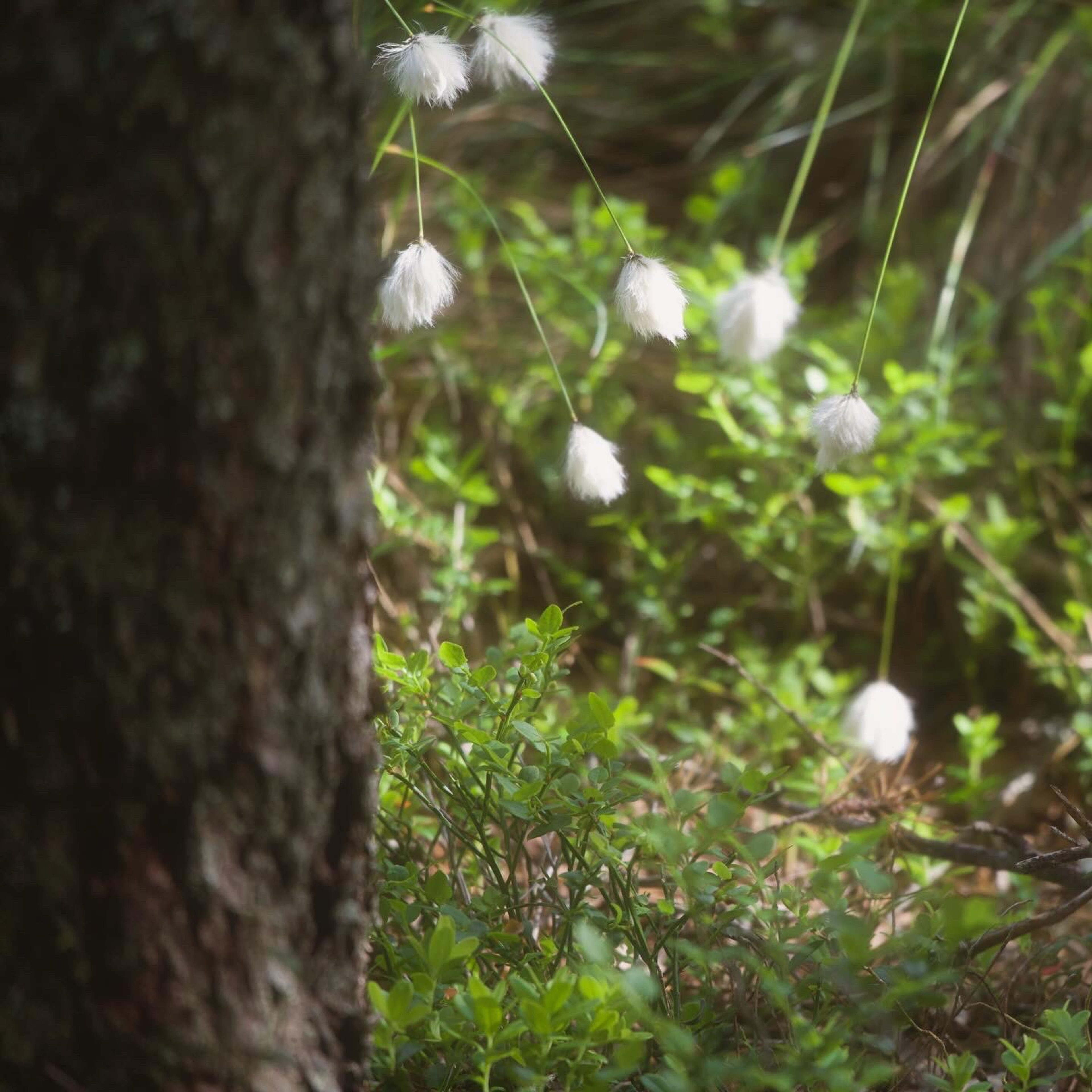 Bild på vita blommor i skogen
