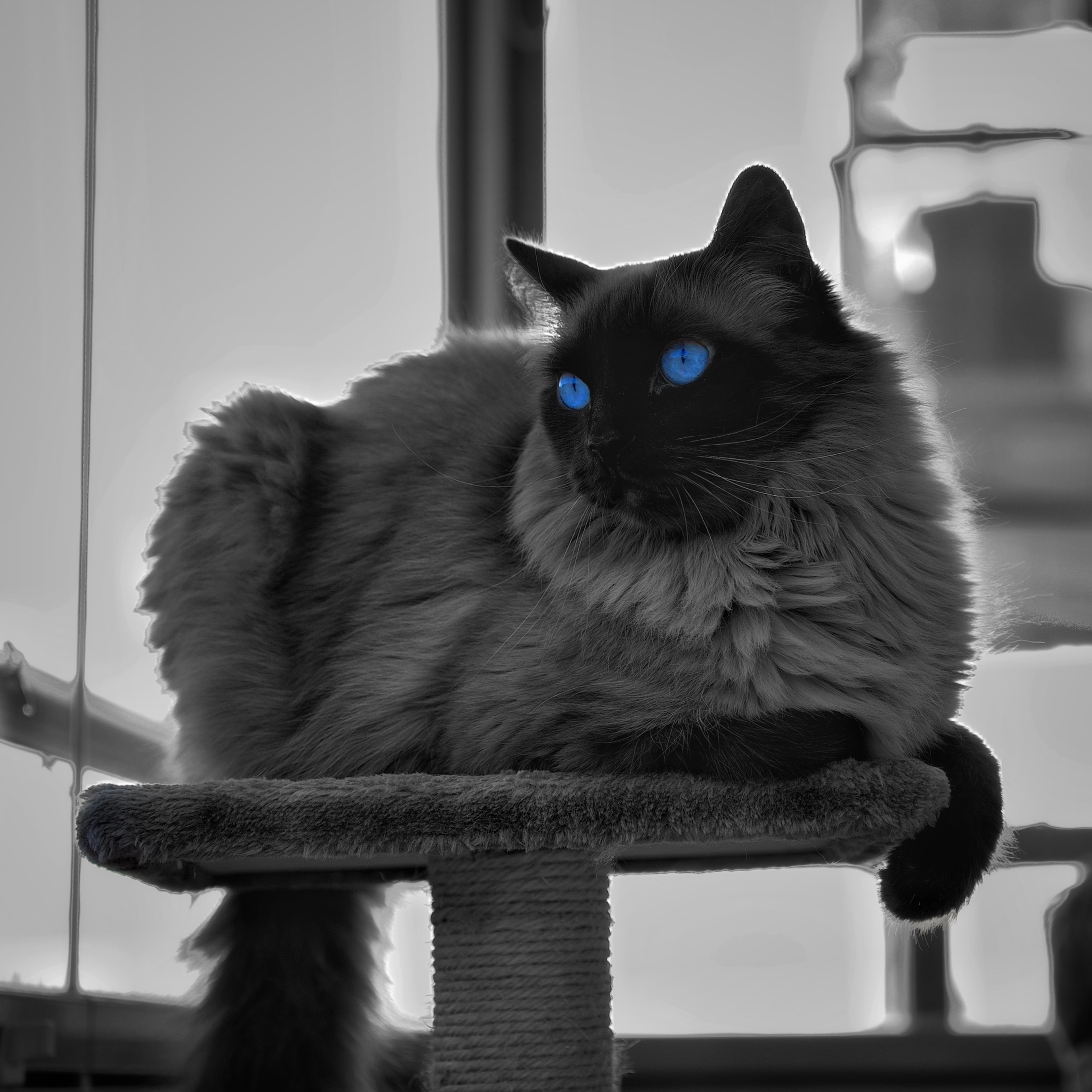 Svartvit bild på en katt