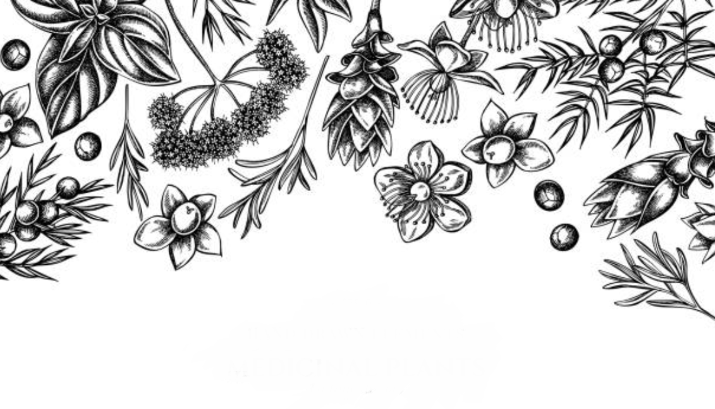 Gins ... and Tonics !