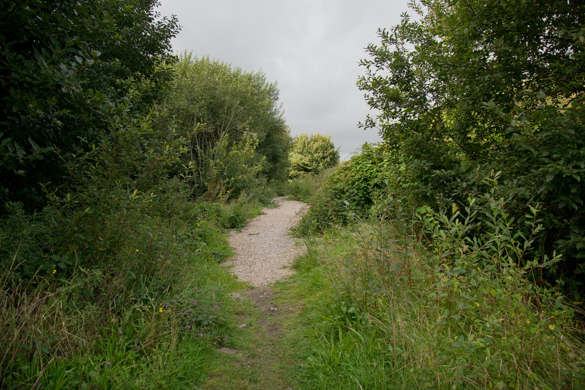 Robert Ellis   Peoples Park 07