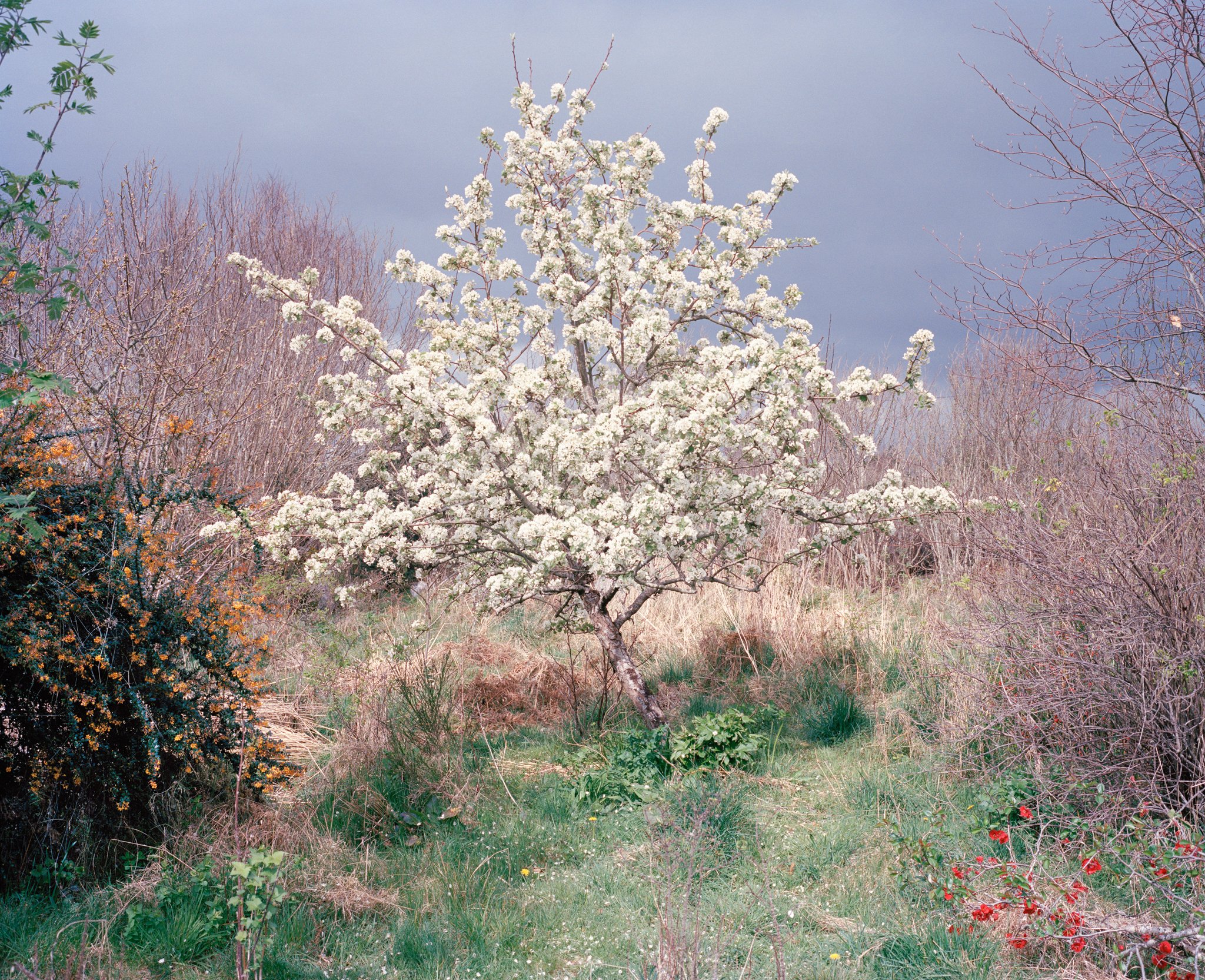 Lorna's Pear Blossom Tree
June 2012