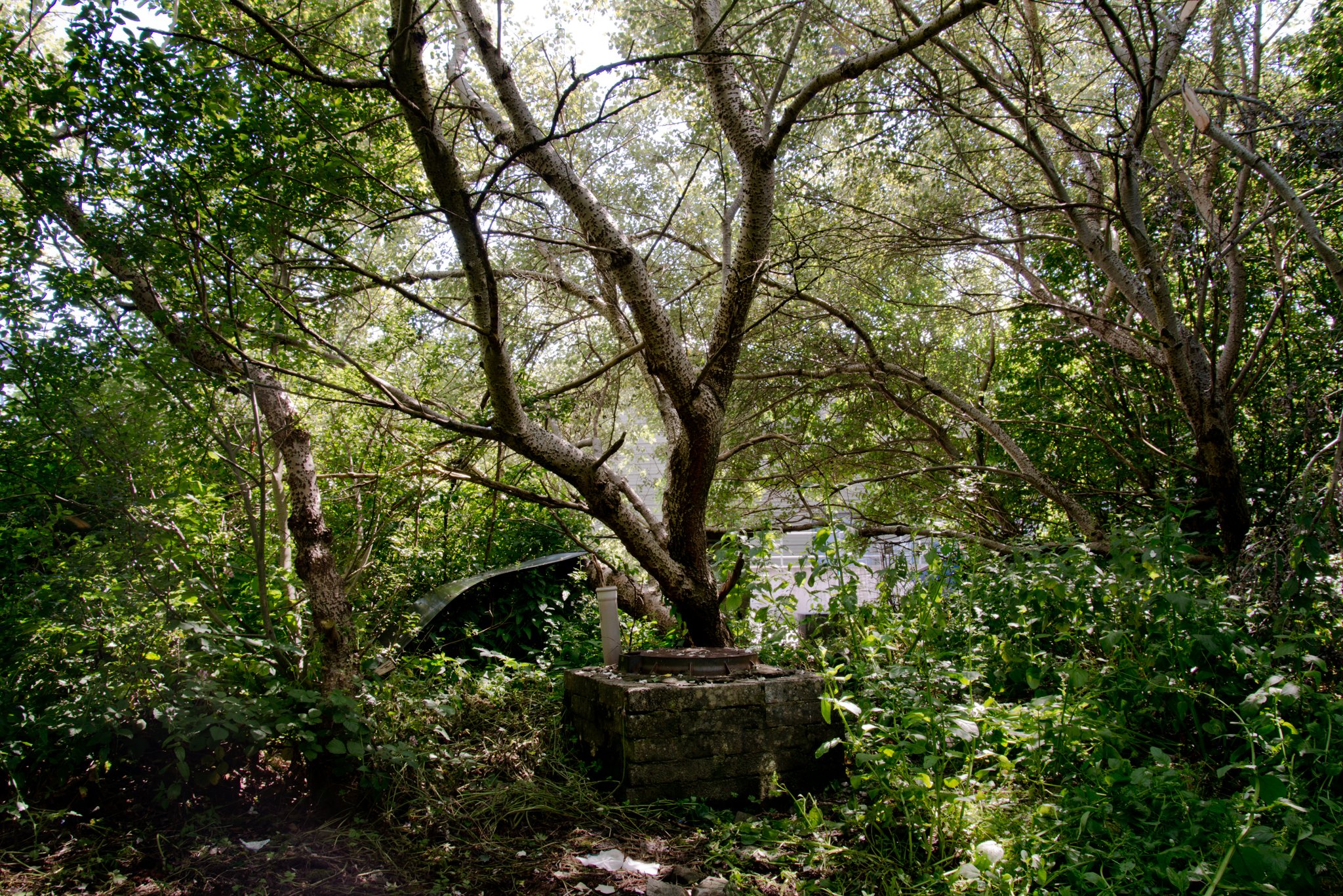 Robert Ellis   Peoples Park 04