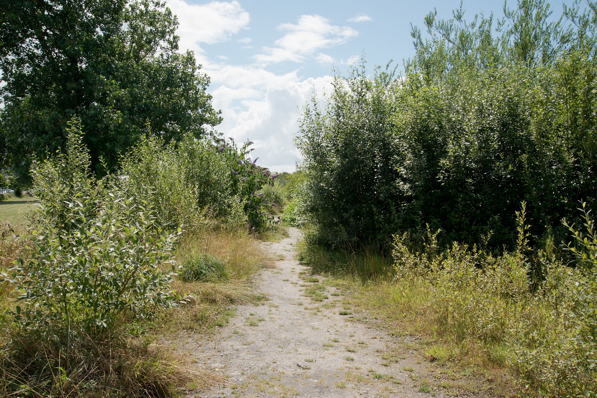 Robert Ellis   Peoples Park 03
