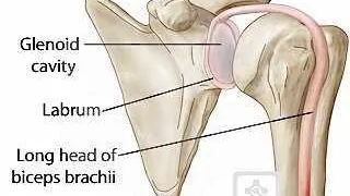 slap labrum anatomy