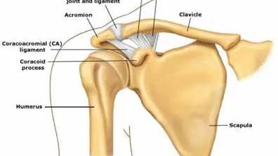 ACJ anatomy