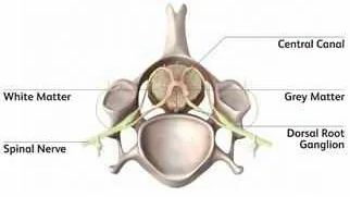 spinal-cord-illustration