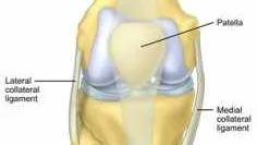 Knee Lig Anatomy