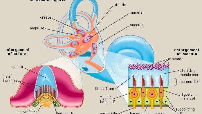 vestibular anatomy diziness manchester warrington