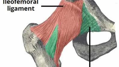 Anterior Ligaments of the Hip Joint