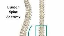 Spinal anatomy
