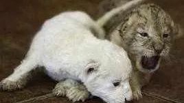 cub