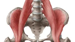iliopsoas muscle hip