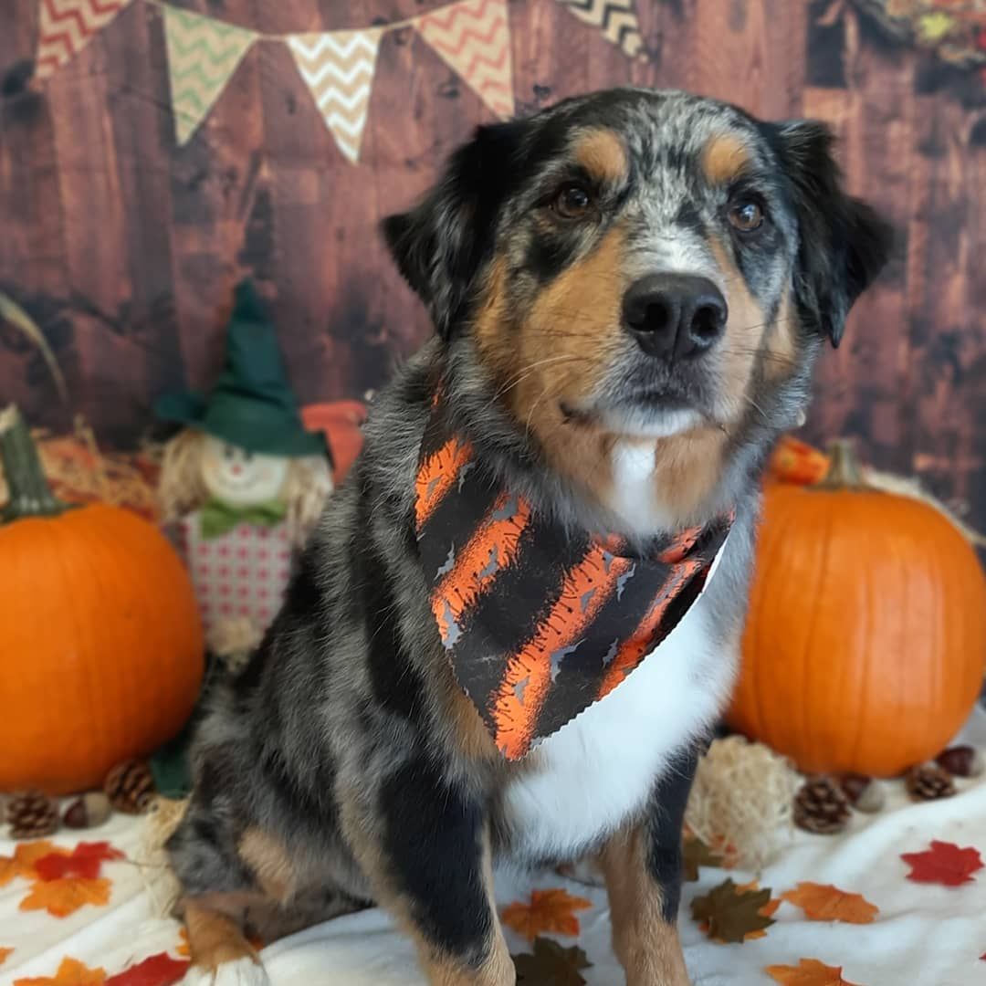 The Doghouse Spaw highlights