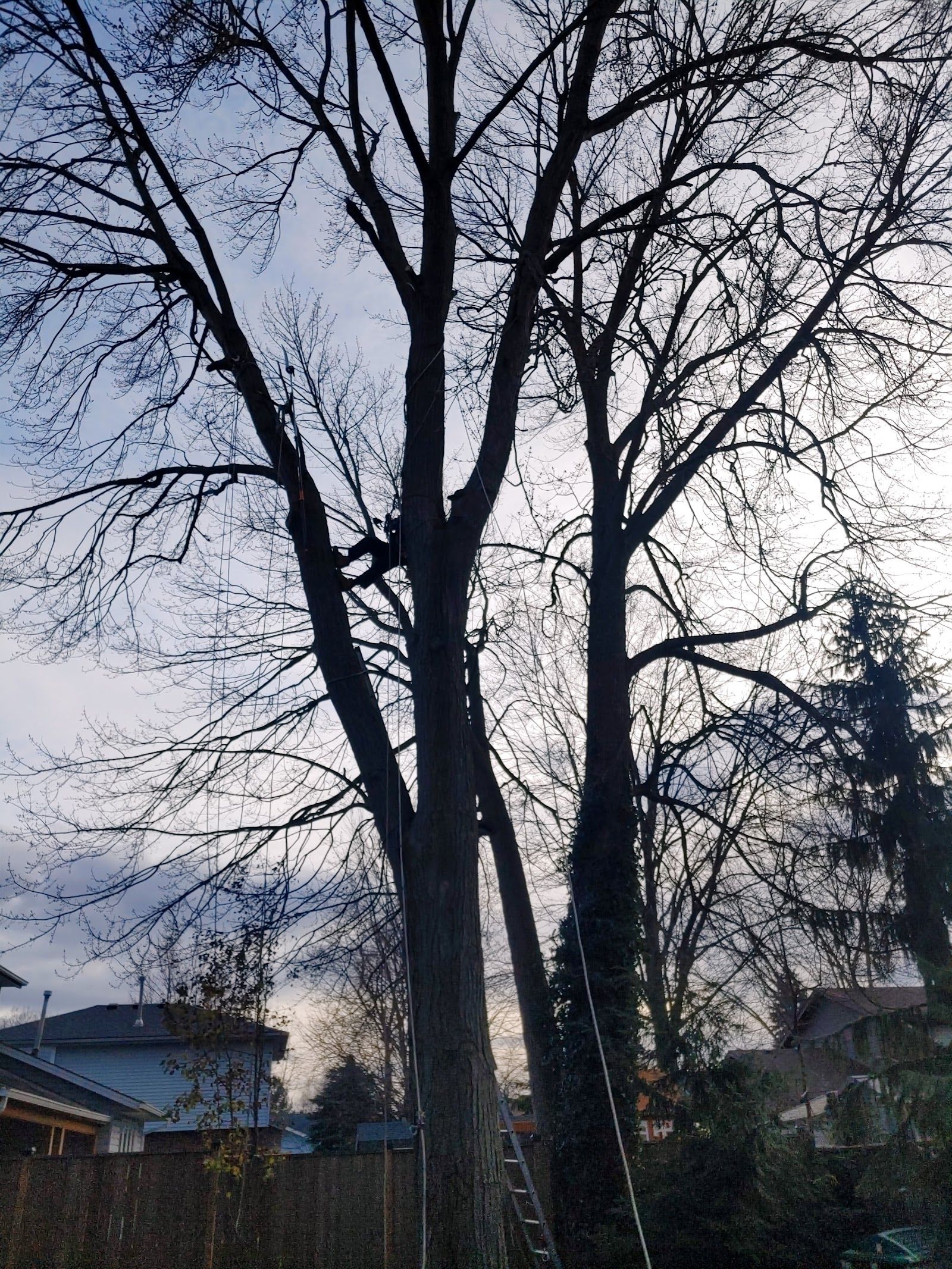 WhiteOaks Tree Service highlights
