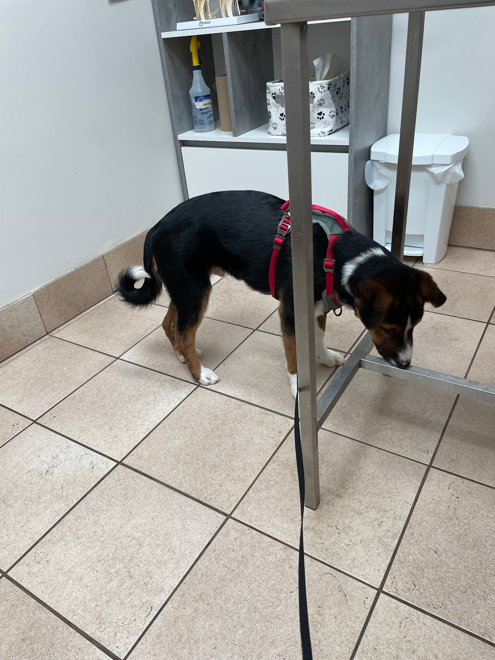 Central Animal Hospital highlights