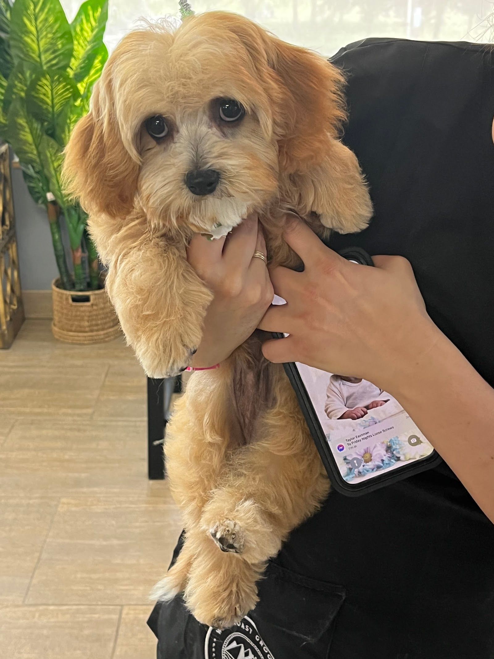 Sud Puppy Dog Grooming Ltd