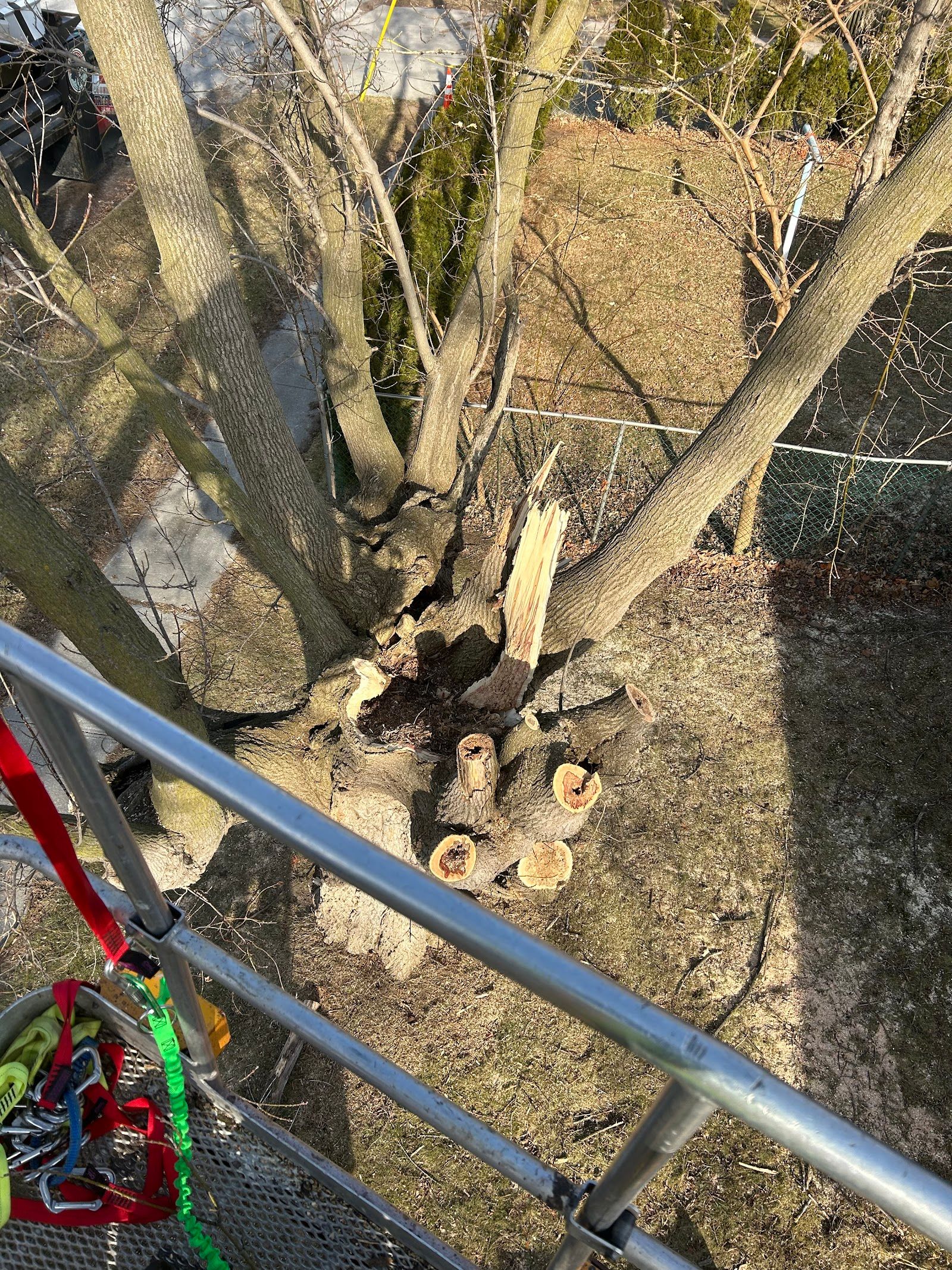 Leamington Tree Care Inc customer