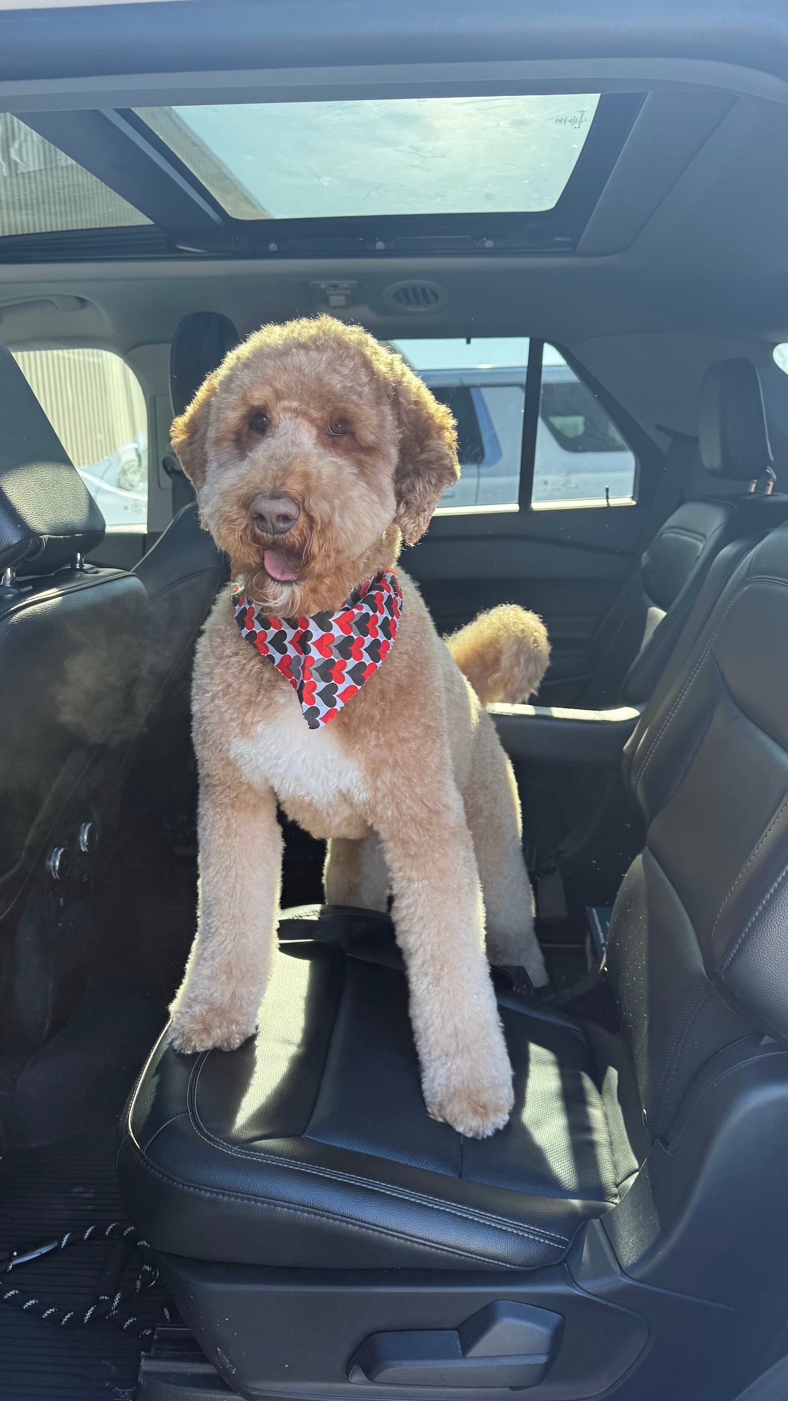 Clippingdale's Salon For Pets