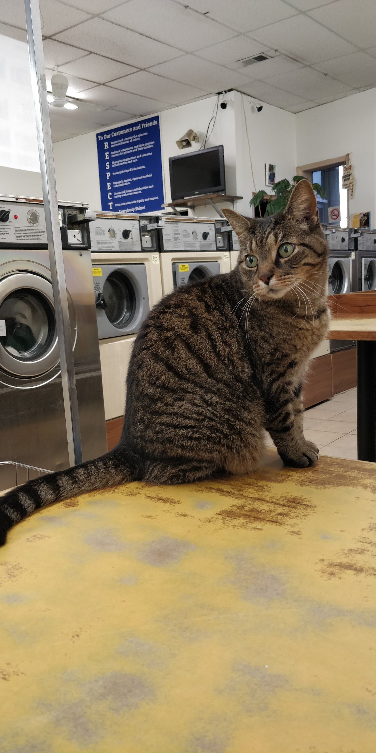 Self Service Laundromat highlights