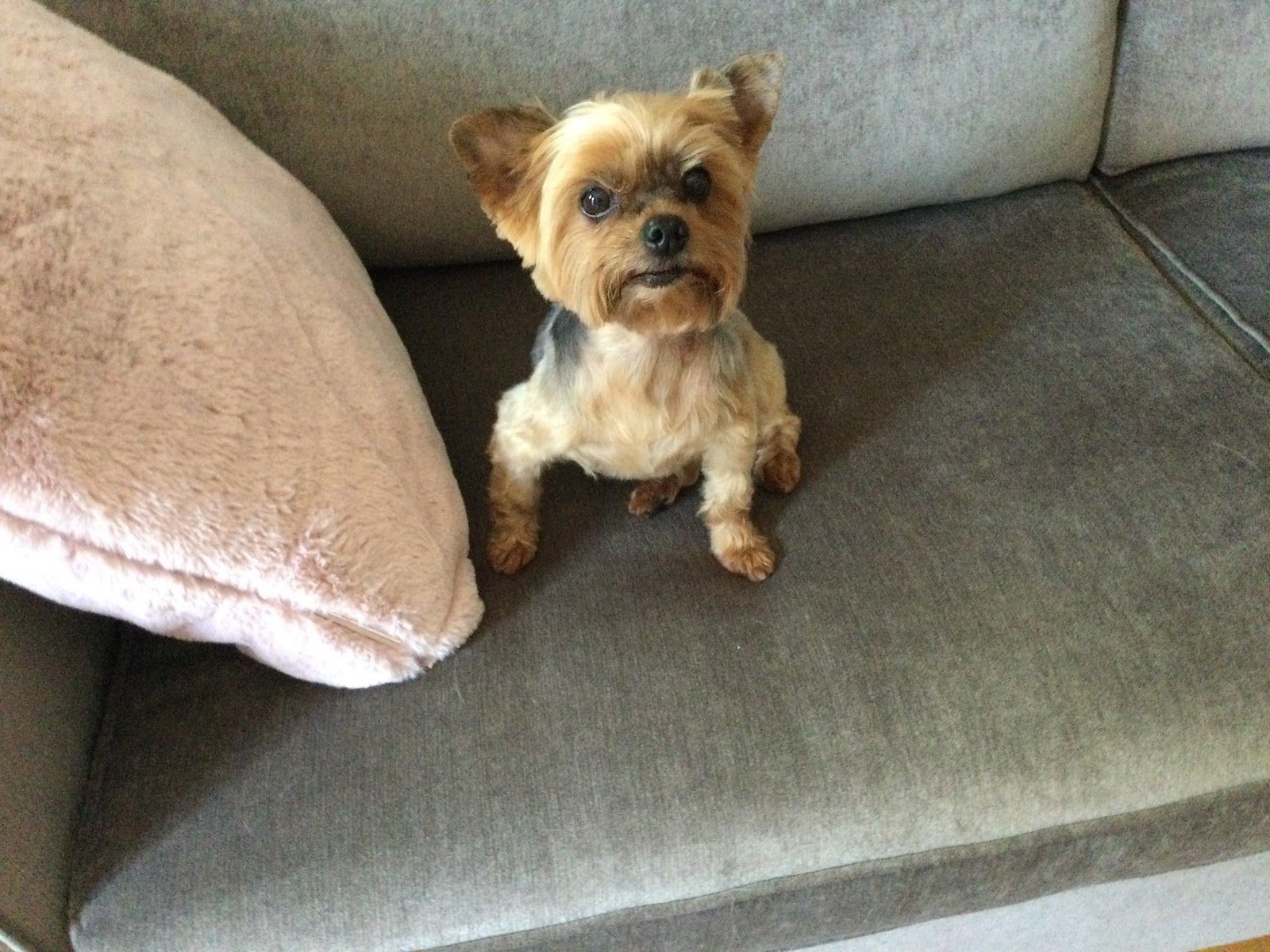 Clippingdale's Salon For Pets, mechanic at work