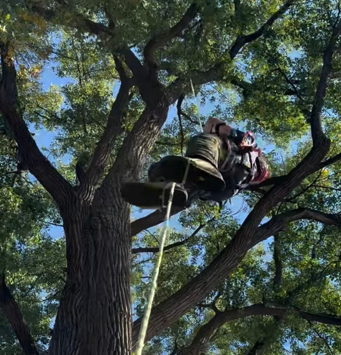 Leamington Tree Care Inc