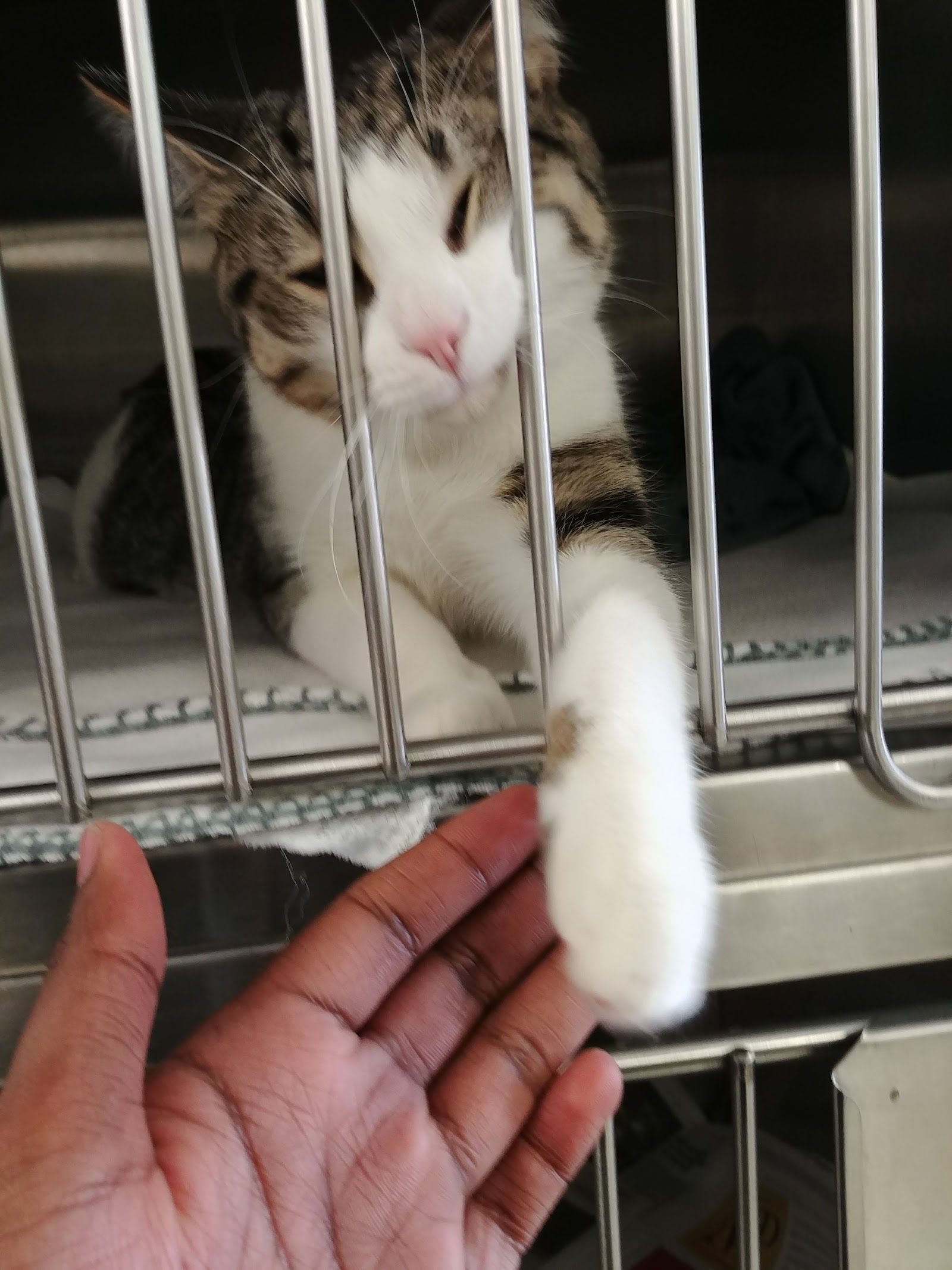 Central Animal Hospital customer