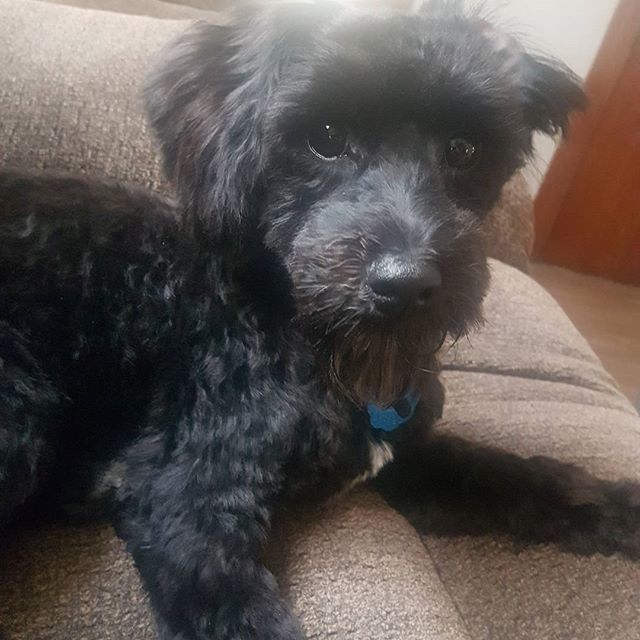 Sud Puppy Dog Grooming Ltd customer