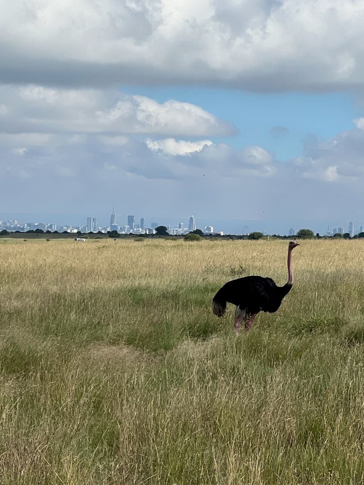 ostrich