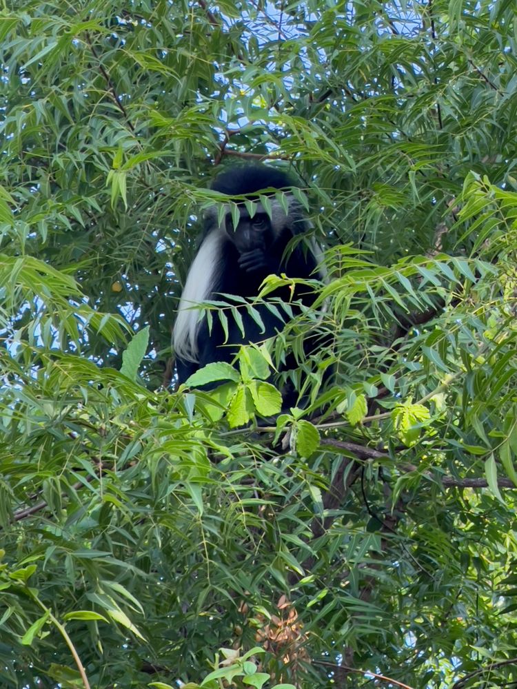 colobus monkey in tree