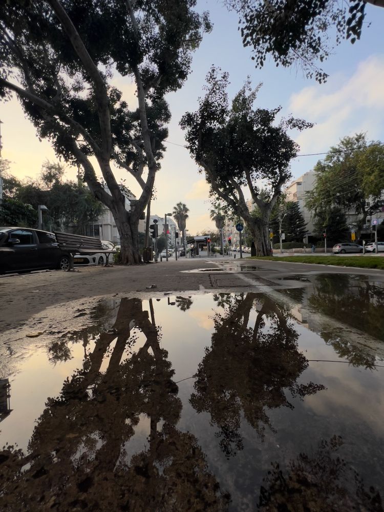 trees reflected in puddle at sunset