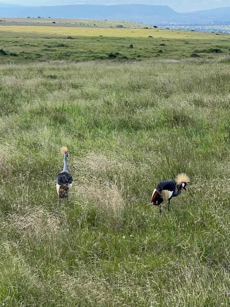 large birds in savanah